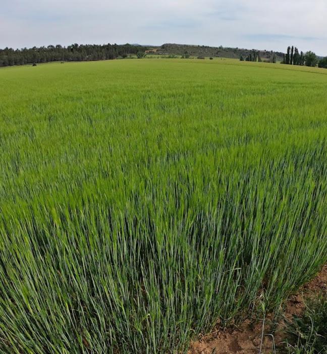 Casa Rural Guadiela San Pedro Palmiches Zewnętrze zdjęcie